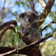 Als ge één dier associeert met Australië, naast ne springende kangoeroe, dan zijn het natuurlijk koala’s. Op aanraden van de motel-eigenaar zijn we een koala-hospitaal gaan bezoeken in de buurt. […]