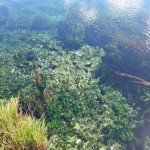 Water vlakbij de bronnen van Waikoropupu Springs