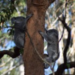 Koala's in het koala-hospitaal in Port Macquarie