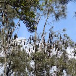 Vleermuizen al hangend aan de bomen in een woonwijk in Port Macquarie