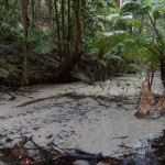 Al wandelend naast een creek in een stukje regenwoud op Fraser Island