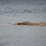 Krokodil op de Daintree river